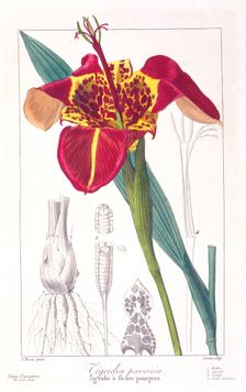 Tiger Flower or Peacock Flower, pub. 1836. Creator: Panacre Bessa (1772-1846)
