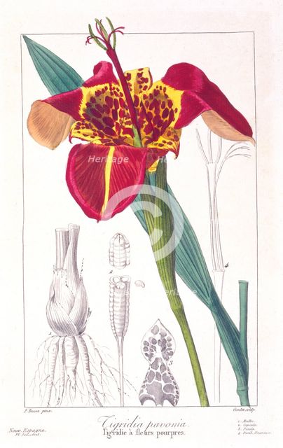 Tiger Flower or Peacock Flower,  pub. 1836. Creator: Panacre Bessa (1772-1846).