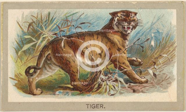 Tiger, from the Animals of the World series (T180), issued by Abdul Cigarettes, 1881. Creator: Unknown.