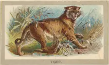 Tiger, from the Animals of the World series (T180), issued by Abdul Cigarettes, 1881. Creator: Unknown