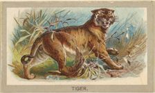 Tiger, from the Animals of the World series (T180), issued by Abdul Cigarettes, 1881. Creator: Unknown