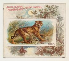 Tiger, from Quadrupeds series (N41) for Allen & Ginter Cigarettes, 1890. Creator: Allen & Ginter