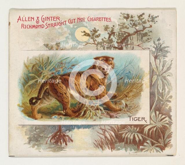 Tiger, from Quadrupeds series (N41) for Allen & Ginter Cigarettes, 1890. Creator: Allen & Ginter.