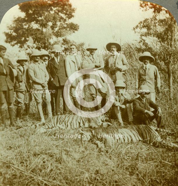 Tiger hunting, Cooch Behar, West Bengal, India, c1900s(?).Artist: Underwood & Underwood