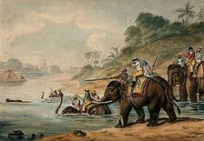Tiger hunting in India: men riding elephants shoot at a tiger that tries to escape by..., 1800-1809. Creator: Samuel Howitt