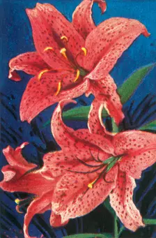 Tiger lily, c1928. Creator: Unknown