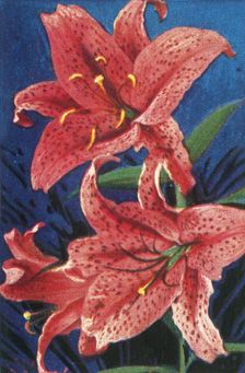 Tiger lily, c1928. Creator: Unknown