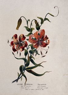 Tiger lily (Lilium lancifolium): flowering stem, (c1850?). Creator: Unknown