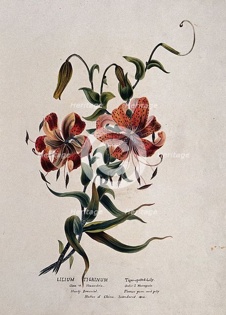 Tiger lily (Lilium lancifolium): flowering stem, (c1850?). Creator: Unknown.