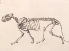Tiger Skeleton: lateral view (A comparative anatomical exposition of the human body..., 1804-06. Creator: George Stubbs