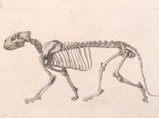 Tiger Skeleton: lateral view (A comparative anatomical exposition of the human body..., 1804-06. Creator: George Stubbs
