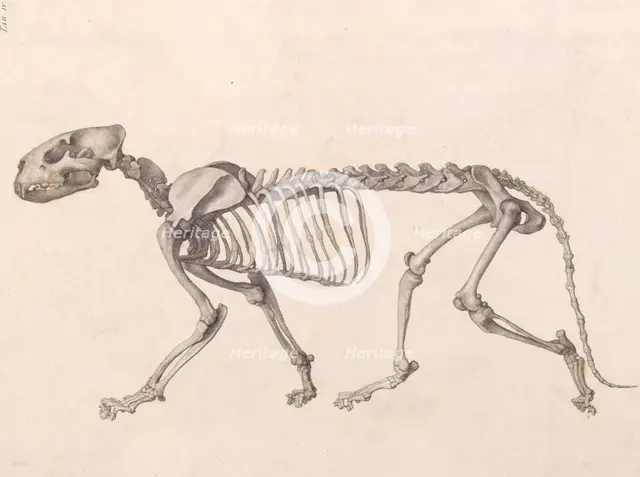 Tiger  Skeleton:  lateral view (A comparative anatomical exposition of the human body..., 1804-06. Creator: George Stubbs.