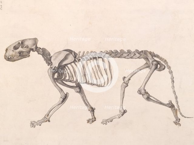 Tiger  Skeleton:  lateral view (A comparative anatomical exposition of the human body..., 1804-06. Creator: George Stubbs.