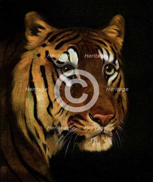 Tiger study, 1908-1909. Artist: Unknown