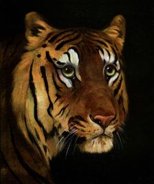 Tiger study, 1908-1909