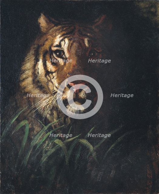 Tiger's Head, ca. 1874. Creator: Abbott Handerson Thayer.