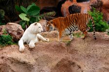 Tigers, Loro Parque, Tenerife, Canary Islands, 2007. Creator: Peter Thompson