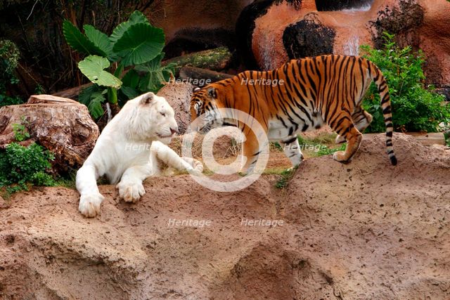 Tigers, Loro Parque, Tenerife, Canary Islands, 2007. Creator: Peter Thompson.