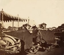 Tigers Presented to the Countess Canning at Agra, 1858-61. Creator: Unknown