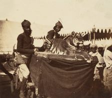 Tigers Presented to the Countess Canning at Agra, 1858-61. Creator: Unknown