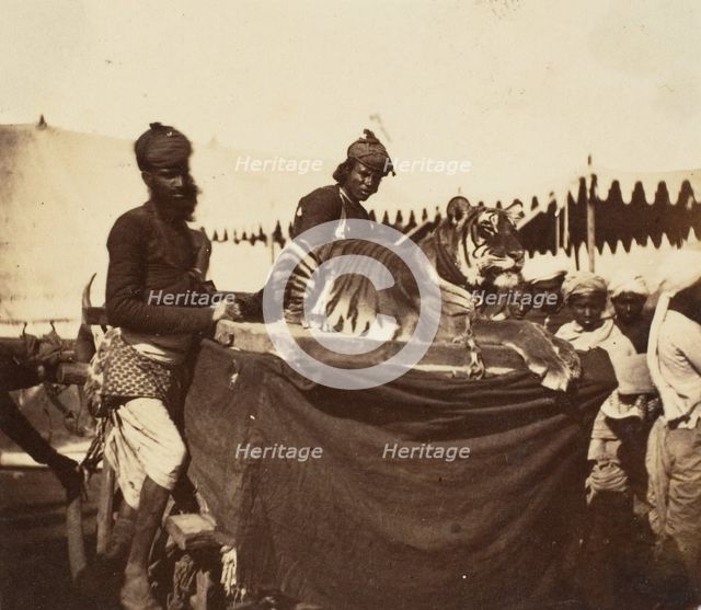 Tigers Presented to the Countess Canning at Agra, 1858-61. Creator: Unknown.