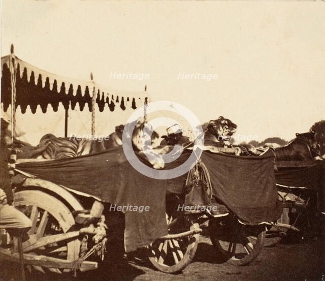 Tigers Presented to the Countess Canning at Agra, 1858-61. Creator: Unknown.