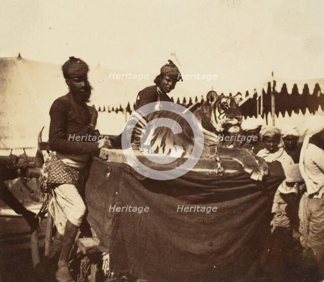 Tigers Presented to the Countess Canning at Agra, 1858-61. Creator: Unknown.