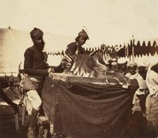 Tigers Presented to the Countess Canning at Agra, 1858-61. Creator: Unknown