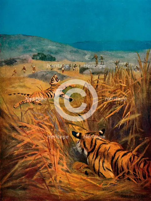 'Tigers - The Terror of Indian Villages', 1913. Artist: Harry Dixon.