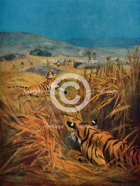 'Tigers - The Terror of Indian Villages', 1913. Artist: Harry Dixon.