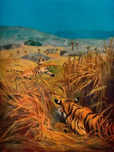 Tigers - The Terror of Indian Villages 1913. Artist: Harry Dixon