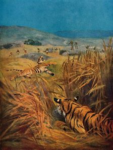 Tigers - The Terror of Indian Villages 1913. Artist: Harry Dixon