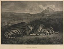 Tigre Royal, 1829. Creator: Eugène Delacroix (French, 1798-1863)