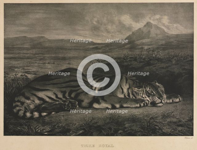Tigre Royal, 1829. Creator: Eugène Delacroix (French, 1798-1863).
