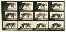 Tigress, 1872-1885. Creator: Eadweard J Muybridge