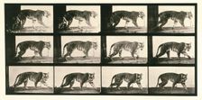 Tigress, 1872-1885. Creator: Eadweard J Muybridge
