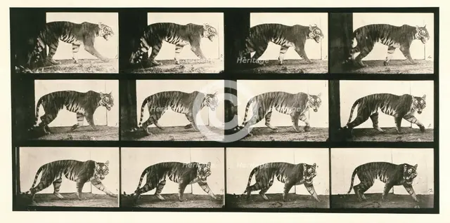 Tigress, 1872-1885.  Creator: Eadweard J Muybridge.