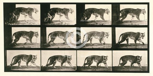Tigress, 1872-1885.  Creator: Eadweard J Muybridge.