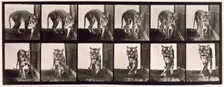 Tigress, 1872-1885. Creator: Eadweard J Muybridge