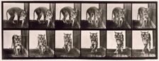 Tigress, 1872-1885. Creator: Eadweard J Muybridge