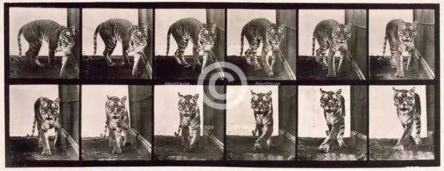 Tigress, 1872-1885.  Creator: Eadweard J Muybridge.