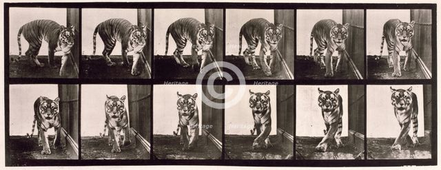 Tigress, 1872-1885.  Creator: Eadweard J Muybridge.
