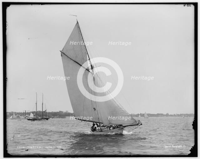 Tigress, 1892 June 11. Creator: Unknown.