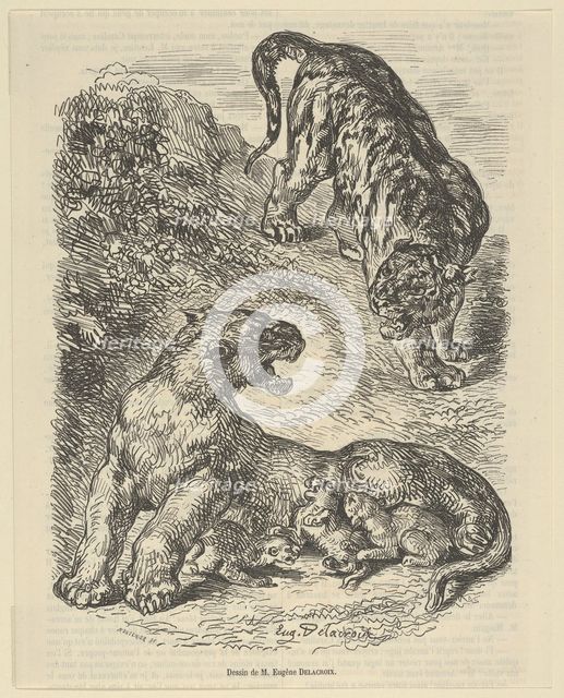 Tigress Attacked by a Tiger While Nursing her Young, 1853., 1853. Creator: Eugene Delacroix.