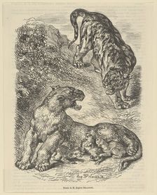Tigress Attacked by a Tiger While Nursing her Young, 1853., 1853. Creator: Eugene Delacroix
