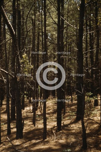 Timber, reforestation project, Md. (?), between 1941 and 1942. Creator: Unknown.