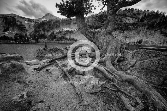 Timeless. Creator: Joshua Johnston.