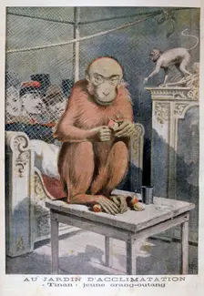 Tinan the orangutan, 1896. Artist: Henri Meyer
