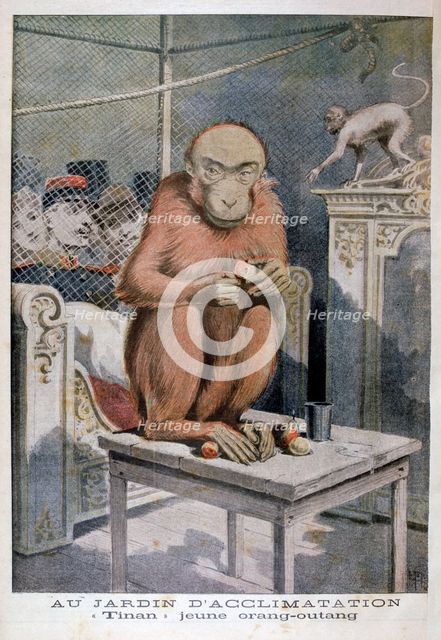 Tinan the orangutan, 1896. Artist: Henri Meyer