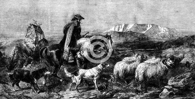 "Tired Sheep - Glen Spean, Scotland", by R. Ansdell, from the exhibition of the Royal Academy, 1862. Creator: W Thomas.